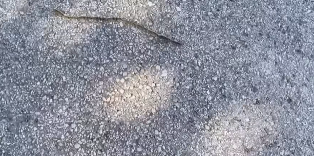 Troublesome Processionary Caterpillars: Everything You Need to Know 3 pine processionary caterpillar 2026