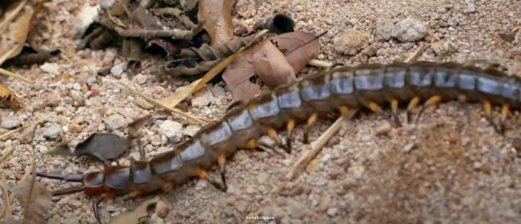 Scolopendra Cingulata_Dave In Spain