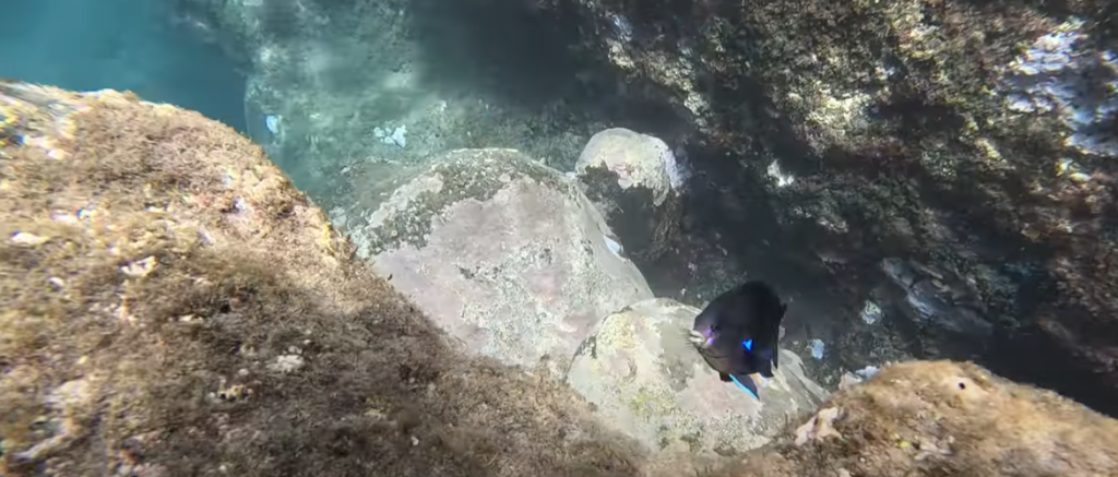 Snorkelling Gran Canaria: Atlantic Exploration 101 5 Canary Damselfish