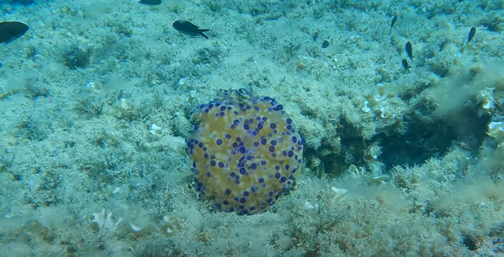Diving El Toro jelly fish