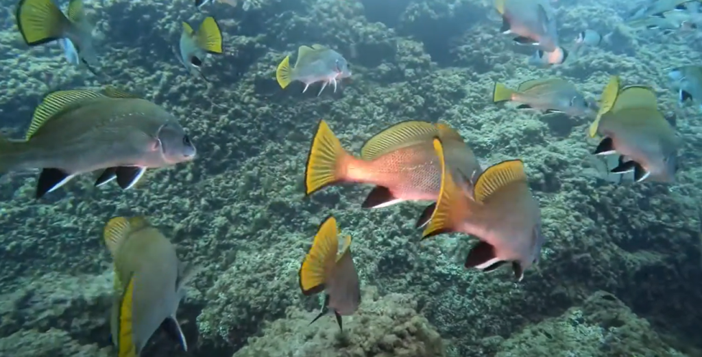 Diving El Toro marine reserve