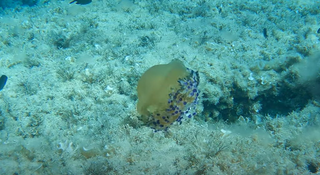 Diving El Toro  the jelly fish