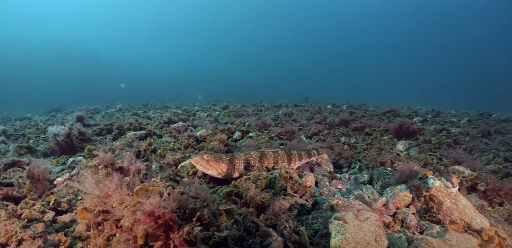Scuba Diving In Gran Canaria: Your Ultimate Guide 3 Dving at El Cabrón