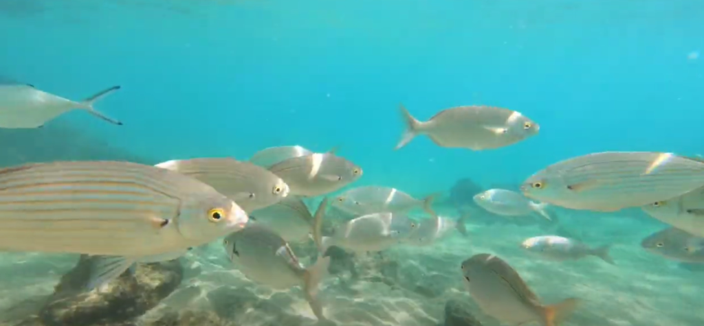 Lanzarote Snorkeling - Playa Chica