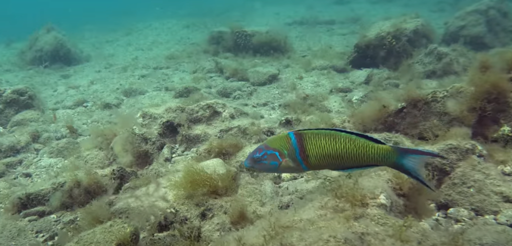 Snorkelling Gran Canaria: Atlantic Exploration 101 4 Peacock Wrasse
