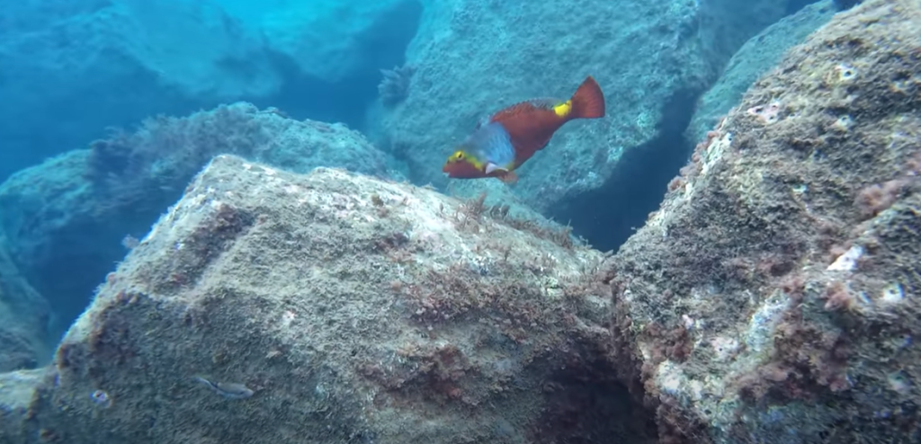 Snorkelling Gran Canaria: Atlantic Exploration 101 3 Puerto de Mógan