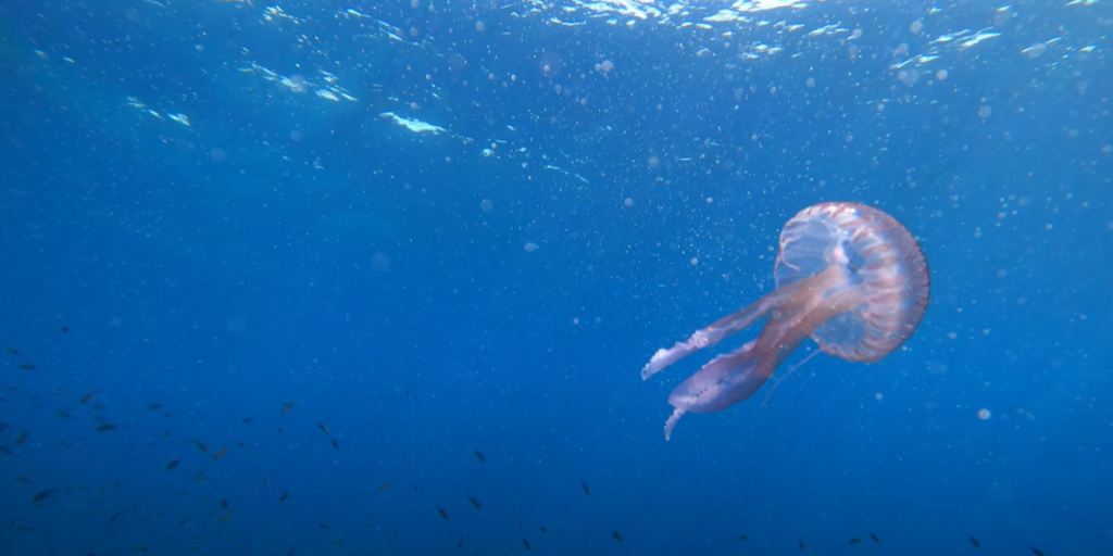 S’Algar Marine Reserve jellyfish