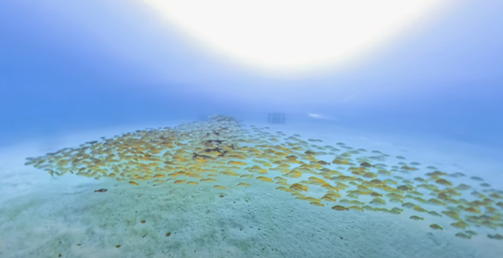 Scuba Diving In Gran Canaria: Your Ultimate Guide 8 Scuba Diving in Gran Canaria Artifical Reef
