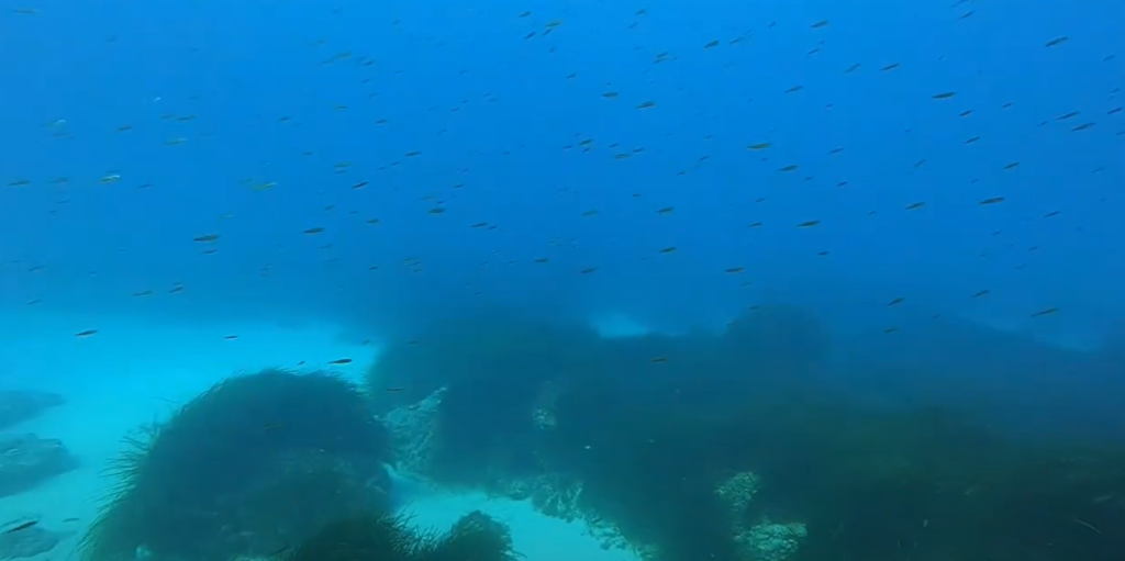 Discover Menorca Diving Sites And Tours 2 Scuba Diving in Menorca the Lighthouse