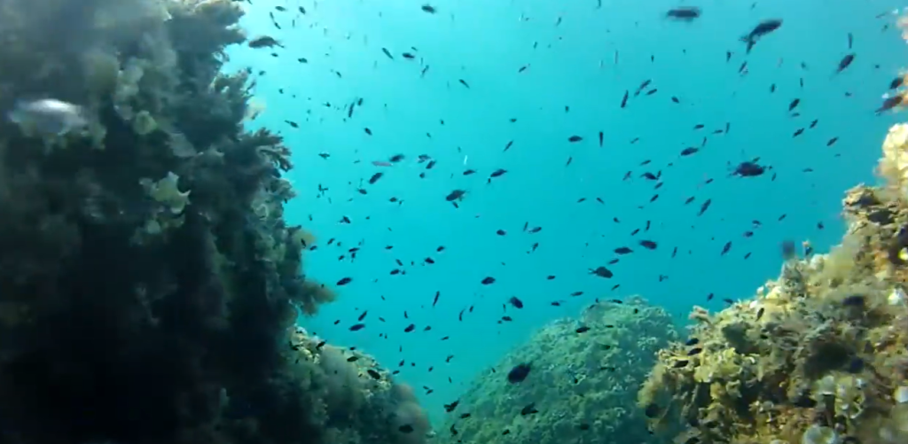 Snorkelling Ibiza – A Mediterranean Gem 6 Snorkelling in Ibiza Cala Xarraca