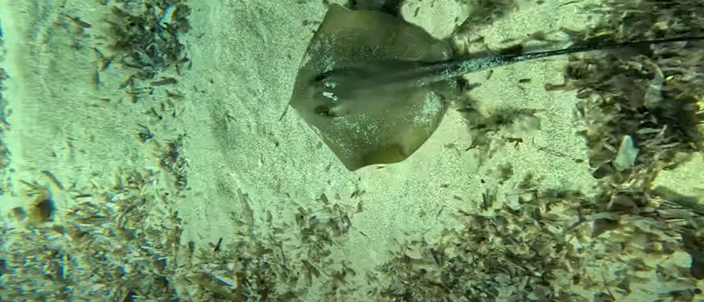 Snorkelling Ibiza – A Mediterranean Gem 8 Snorkelling in Ibiza Ray