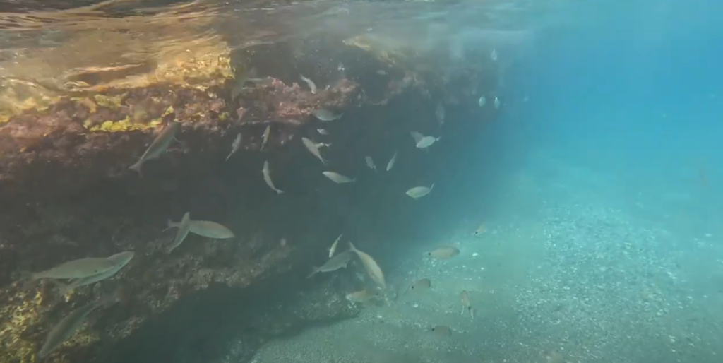 Try snorkelling in Nerja