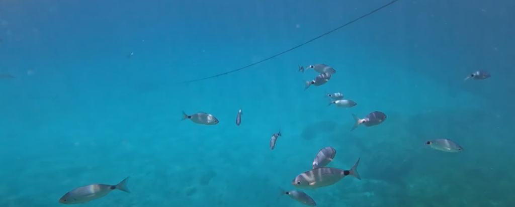 Underwater Beauty of Mallorca