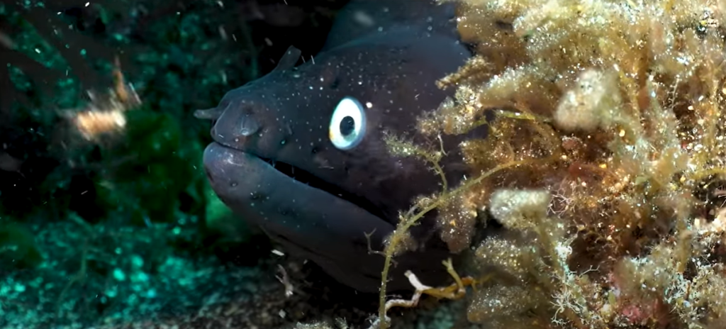 Discover Menorca Diving Sites And Tours 7 peek a boo