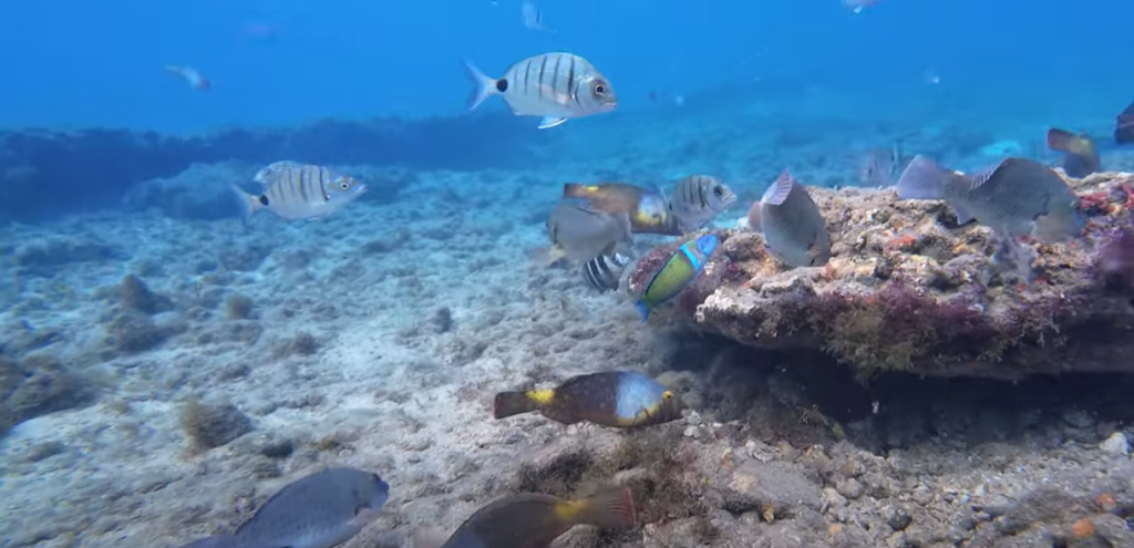 Snorkelling Gran Canaria: Atlantic Exploration 101 2 Playa de Las Canteras - Las Palmas