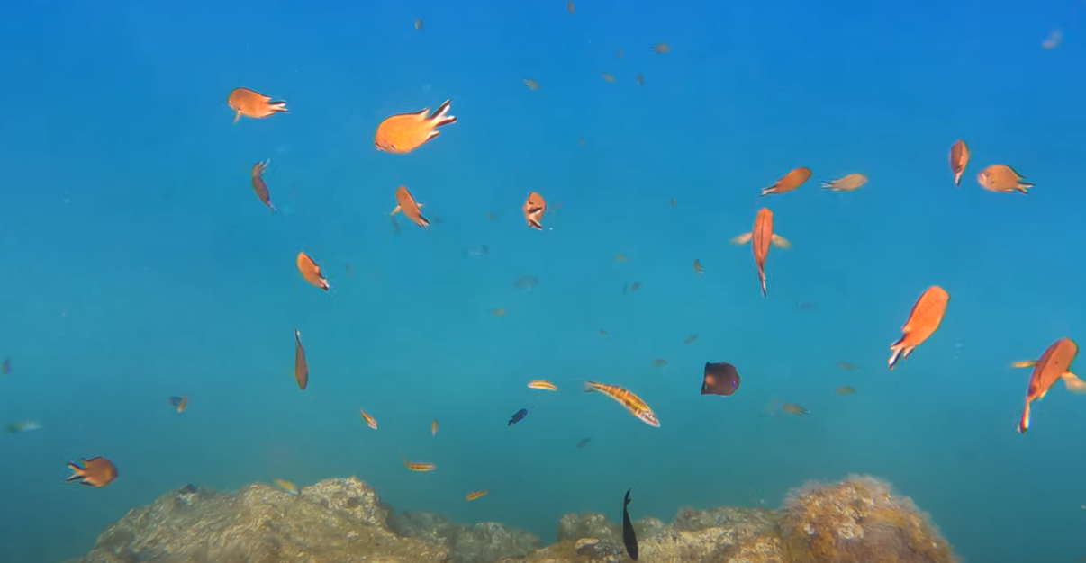 snorkelling Lanzarote Atlantic Damselfish