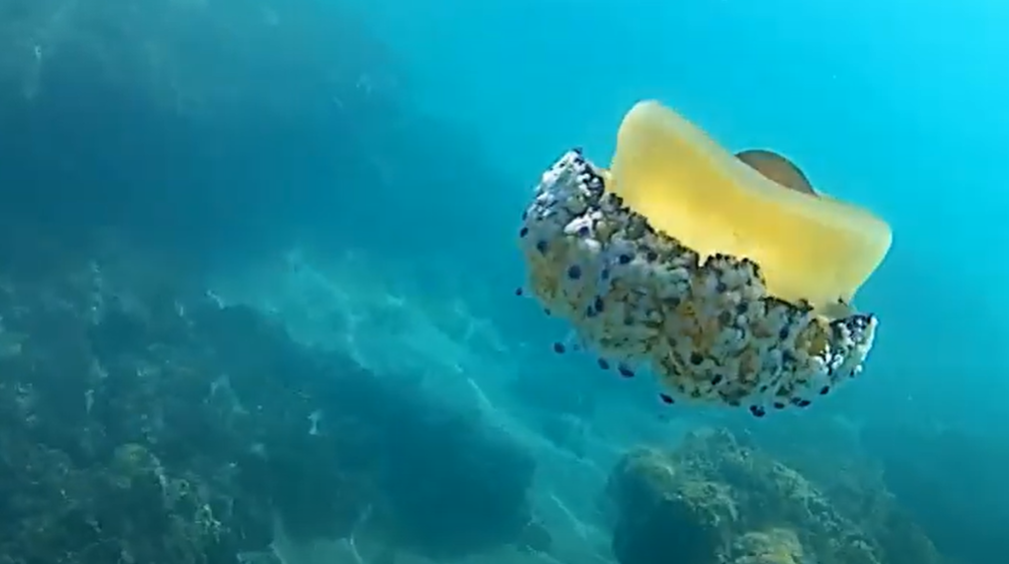 snorkelling Nerja an amazing jellyfish