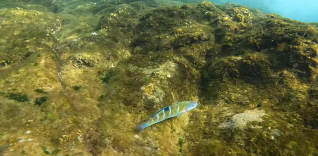 snorkelling at Playa Papagayo