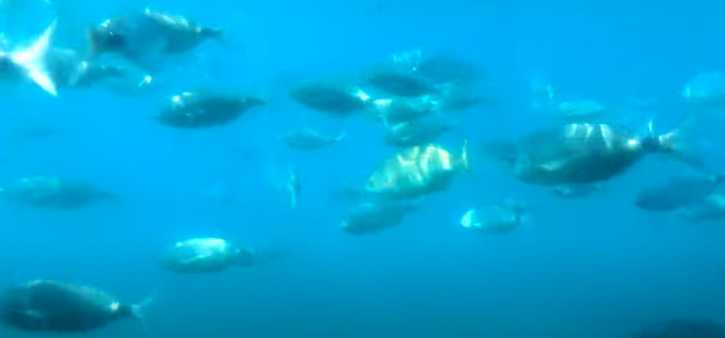 Snorkelling Tabarca: Explore This Marine Paradise 3 snorkelling en la isla de Tabarca