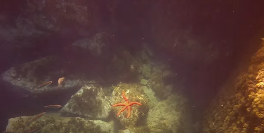 Scuba Diving In Spain Costa Brava Complete Guide 8 Diving Costa Brava starfish