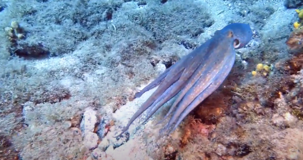 Octopus while Scuba Diving Lanzarote
