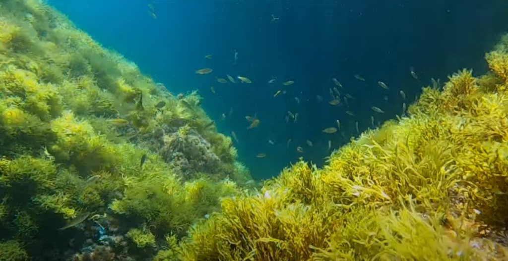 Sa Tuna snorkelling 2025