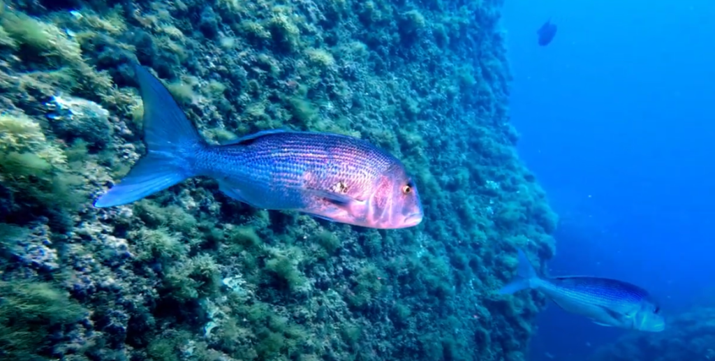 Scuba Diving In Spain Costa Brava Complete Guide 3 Scuba Diving Costa Brava At Medes Islands