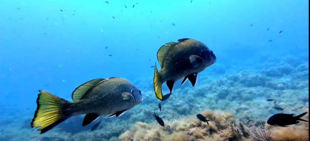 Scuba Diving In Spain Costa Brava Complete Guide 4 Scuba Diving Costa Brava Medes Islands