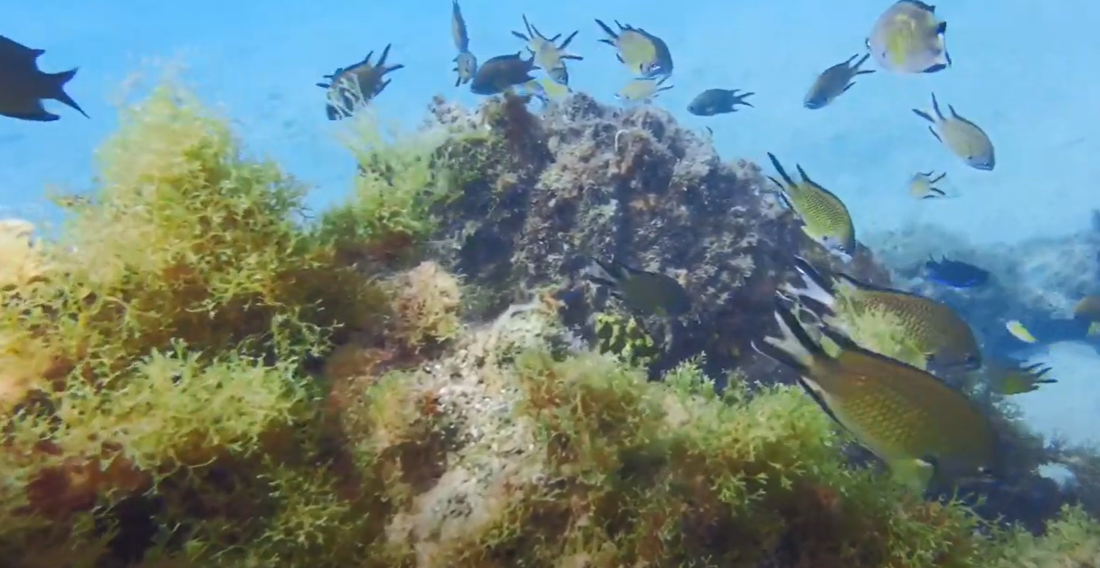 Scuba Diving in Lanzarote, Spain