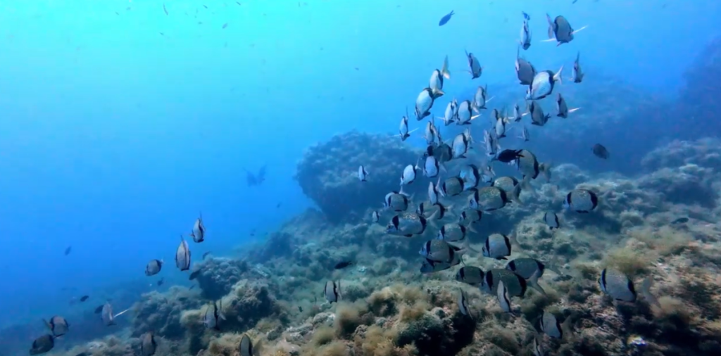 Scuba Diving In Spain Costa Brava Complete Guide 2 Scuba Diving In Spain Costa Brava Medes Islands