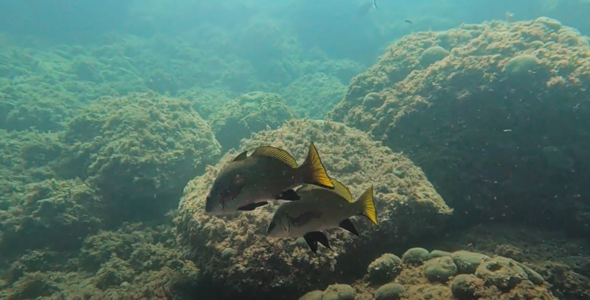 Scuba Diving In Spain Costa Brava