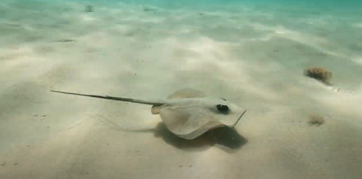 Seeing the ray while snorkelling Murcia