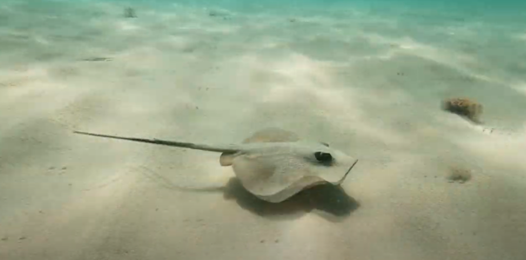 Snorkelling Murcia – A Mediterranean Marine Paradise 3 Seeing the ray while snorkelling in Murcia
