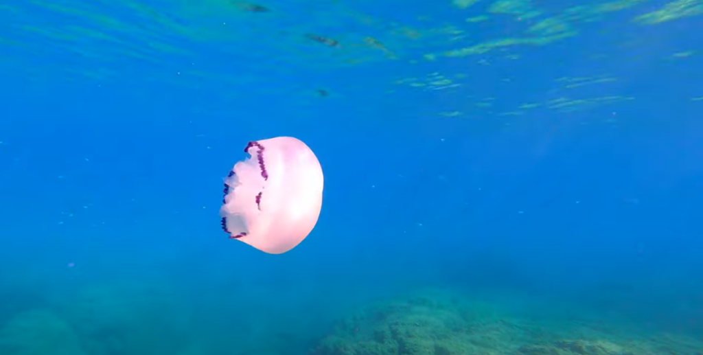 Snorkeling in Costa Brava Jelly Fish