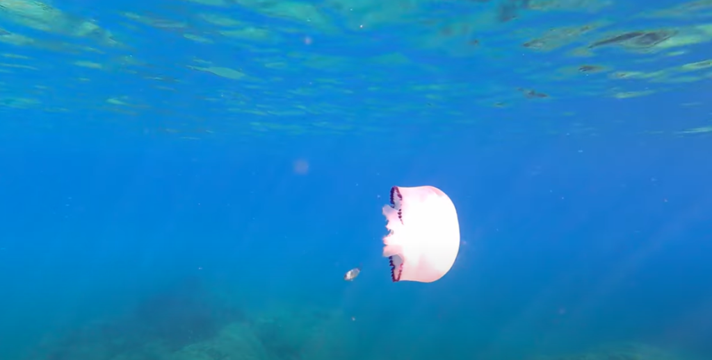Snorkelling Costa Brava Jelly