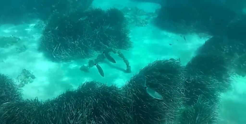 Snorkelling Medes Islands