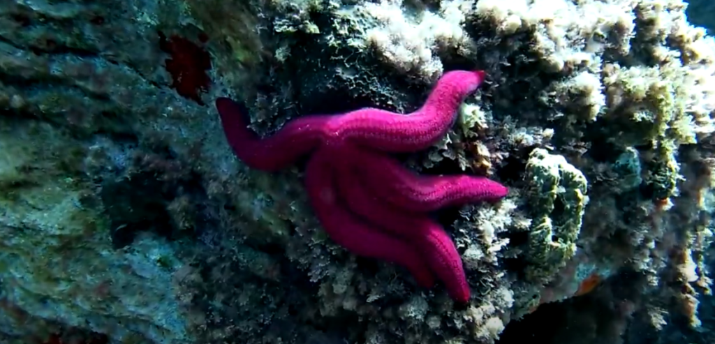 Snorkelling Murcia – A Mediterranean Marine Paradise 2 cabo de palos starfish