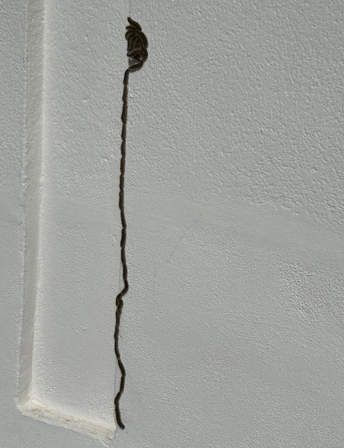Dangers Of The Processionary Caterpillar 2 Processionary Caterpillars on the move down a wall