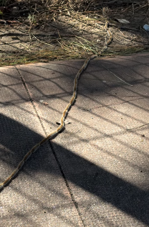 Dangers Of The Processionary Caterpillar 3 Processionary Caterpillars on the move