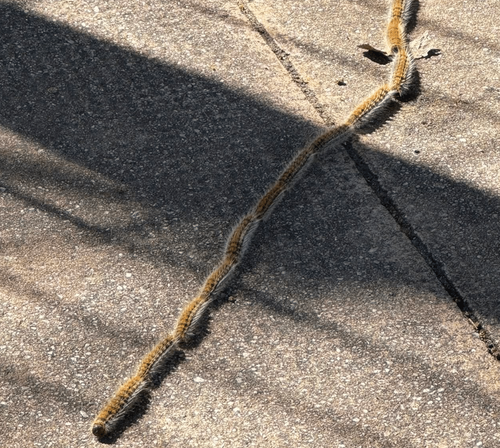 Processionary Caterpillar