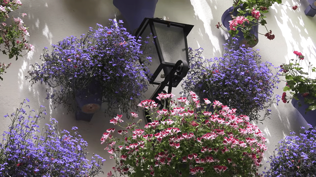 Courtyards of Córdoba